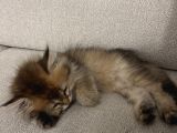 British Longhair Gold