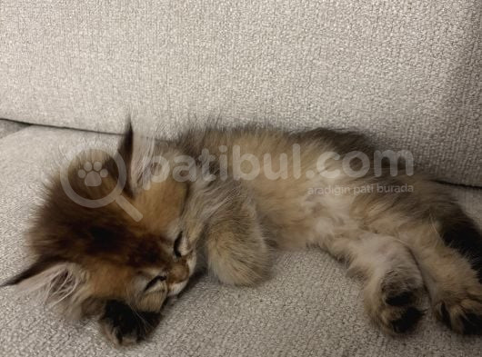 British Longhair Gold görsel