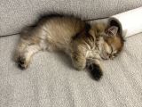 British longhair gold