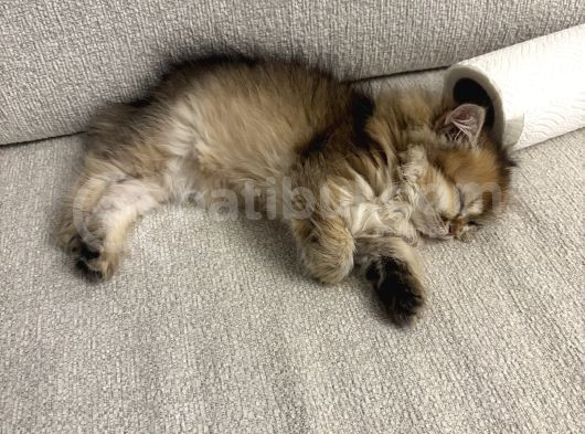 British Longhair Gold