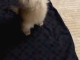 British Longhair Gold