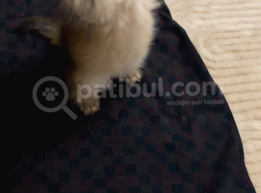 British Longhair Gold görsel
