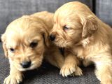 Efsane Küt Burunlu Golden Retriever Yavrularımız