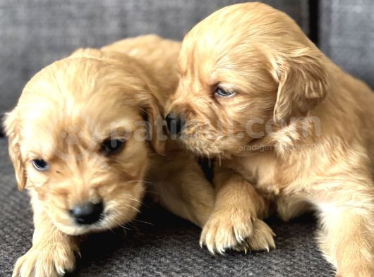 Efsane Küt Burunlu Golden Retriever Yavrularımız görsel