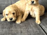 Efsane Küt Burunlu Golden Retriever Yavrularımız