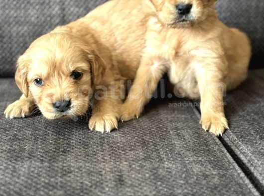 Efsane Küt Burunlu Golden Retriever Yavrularımız görsel