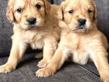 Efsane Küt burunlu Golden Retriever yavrularımız