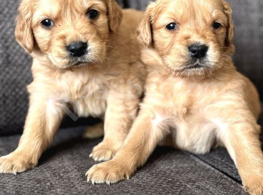 Efsane Küt Burunlu Golden Retriever Yavrularımız