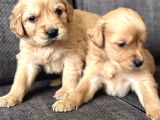 Efsane Küt Burunlu Golden Retriever Yavrularımız