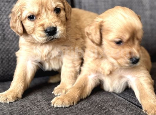 Efsane Küt Burunlu Golden Retriever Yavrularımız görsel
