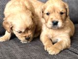 Efsane Küt Burunlu Golden Retriever Yavrularımız
