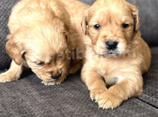 Efsane Küt Burunlu Golden Retriever Yavrularımız görsel