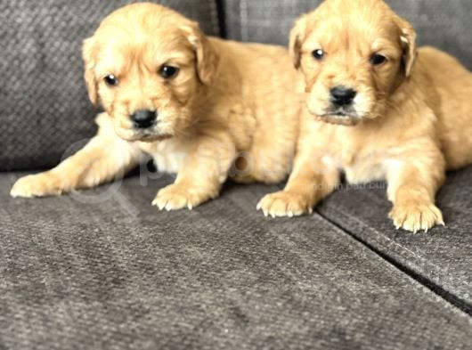 Efsane Küt Burunlu Golden Retriever Yavrularımız görsel