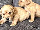 Efsane Küt Burunlu Golden Retriever Yavrularımız