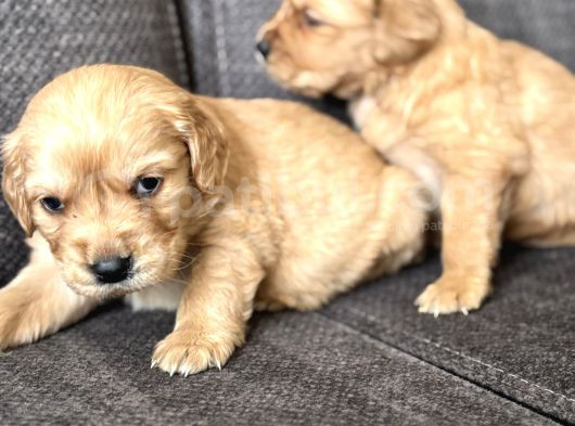 Efsane Küt Burunlu Golden Retriever Yavrularımız görsel