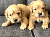 Efsane Küt Burunlu Golden Retriever Yavrularımız