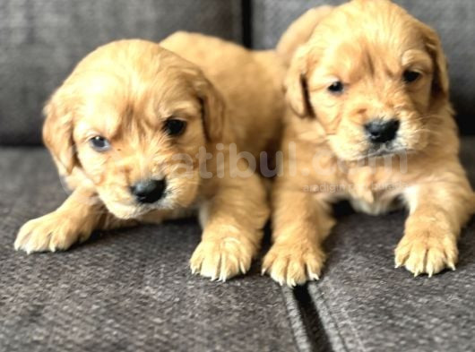 Efsane Küt Burunlu Golden Retriever Yavrularımız görsel