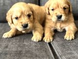Efsane Küt Burunlu Golden Retriever Yavrularımız