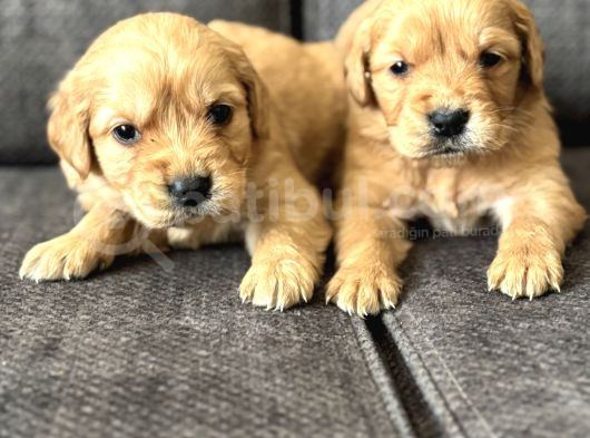 Efsane Küt Burunlu Golden Retriever Yavrularımız görsel