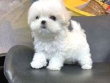 2 Aylık Original Maltese Terrier Yavruları