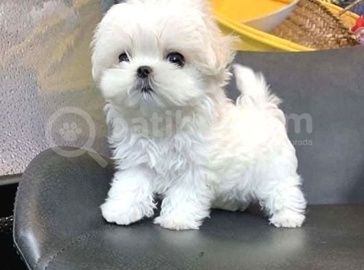 2 Aylık Original Maltese Terrier Yavruları görsel