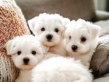 2 aylık original maltese terrier yavruları