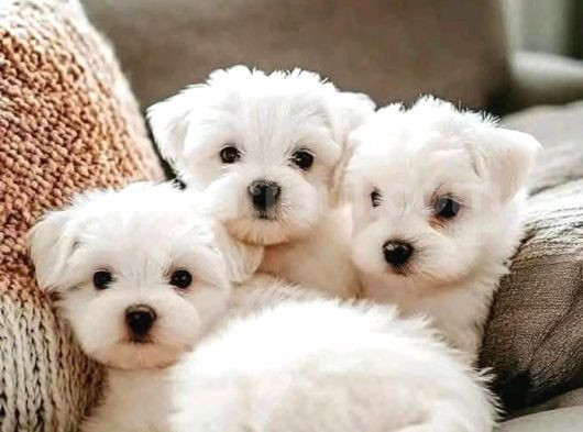 2 Aylık Original Maltese Terrier Yavruları