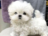 2 Aylık Original Maltese Terrier Yavruları
