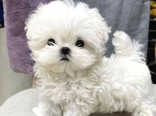 2 Aylık Original Maltese Terrier Yavruları görsel