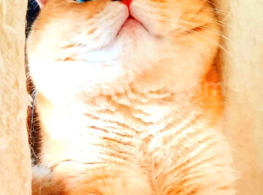 British Shorthair Golden Ny11 Erkek görsel