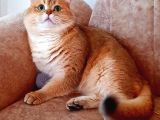 British Shorthair Golden Ny11 Erkek