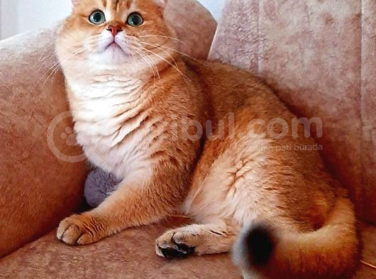 British Shorthair Golden Ny11 Erkek görsel