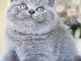 Gri Tüy Yumağı British Shorthair