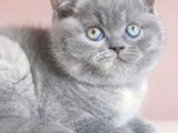 Gri Tüy Yumağı British Shorthair