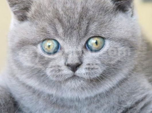 Gri Tüy Yumağı British Shorthair görsel