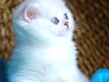 Bulut Beyazı Mavi Göz Ns1133 British Shorthair