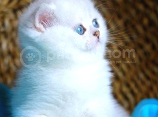 Bulut Beyazı Mavi Göz Ns1133 British Shorthair görsel