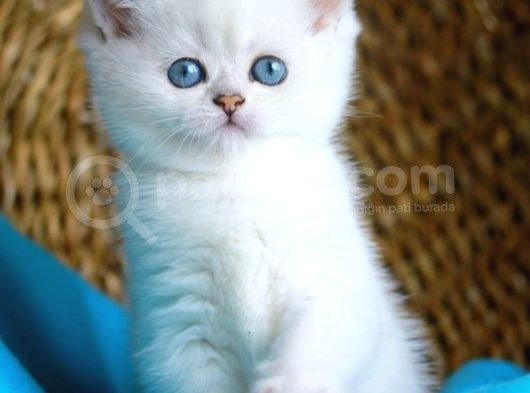 Bulut Beyazı Mavi Göz Ns1133 British Shorthair