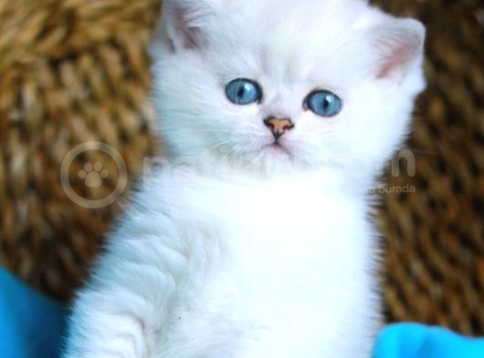 Bulut Beyazı Mavi Göz Ns1133 British Shorthair görsel