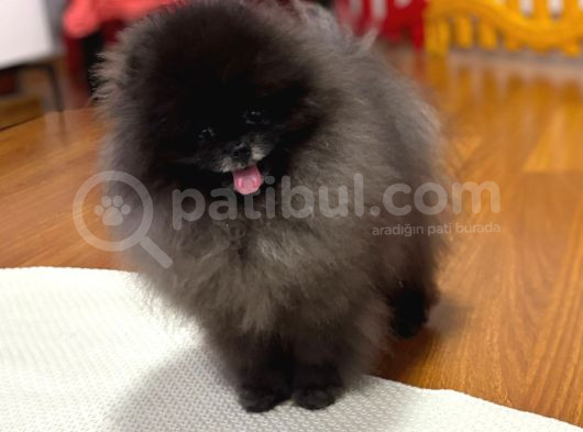 Özel Renk Teddy Face Pomerani̇an Aşili Mi̇ni̇ Bebekler