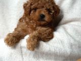 Toy Poodle