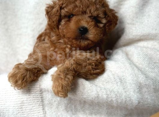 Toy Poodle görsel