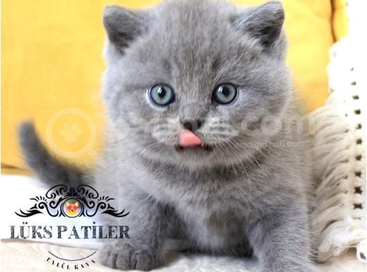 Bebek Surat Gri British Shorthair görsel