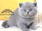 Bebek Surat Gri British Shorthair