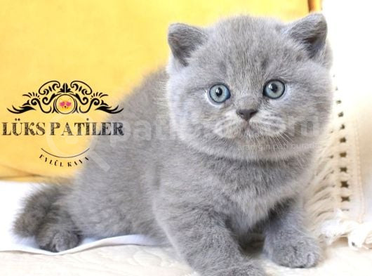 Bebek Surat Gri British Shorthair