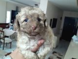 8 Haftalık Terrier Yavrulari