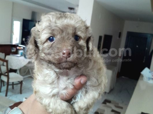 8 Haftalık Terrier Yavrulari görsel