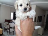 8 Haftalık Terrier Yavrulari
