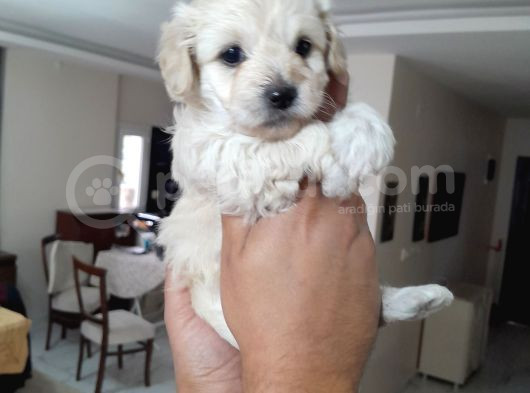 8 Haftalık Terrier Yavrulari görsel