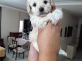 8 haftalık terrier yavrulari